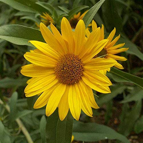 Maximilian Sunflower Seeds - Non-GMO Perennial Flowers Attract Butterflies & Finches, Grows Up to 8 Feet Tall - 50 Count by OrginBud - Perfect for Butterfly Gardens, Pollinator Habitats & Backyard Landscaping
