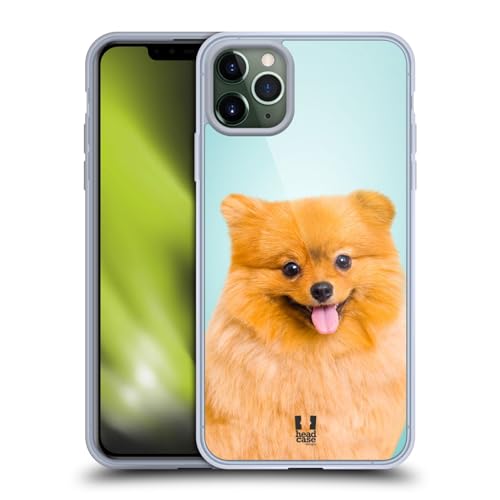 Pomeranian Dog