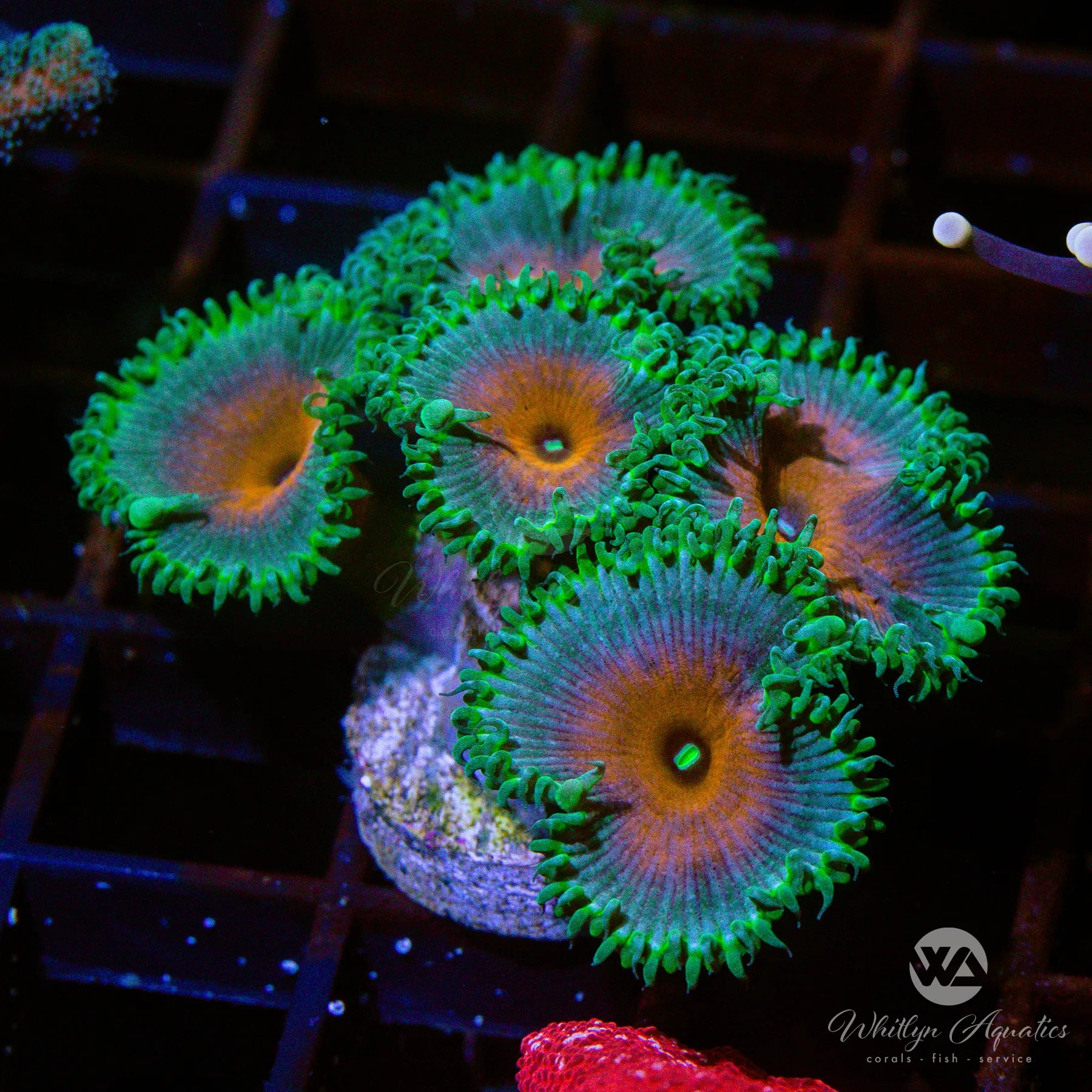 Captain America Palythoa Zoanthid Coral (Aquacultured) - Vibrant Saltwater Reef Tank Coral for Marine Aquariums