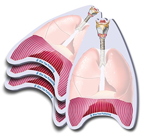 Lungs 4 Pack