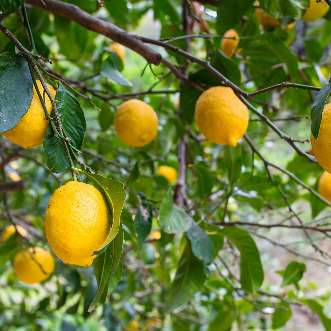 Organic Lemon Essential Oil (Citrus Limonum) - 100% Pure, Natural Aromatherapy Oil for Relaxation, Stress Relief & Home Fragrance