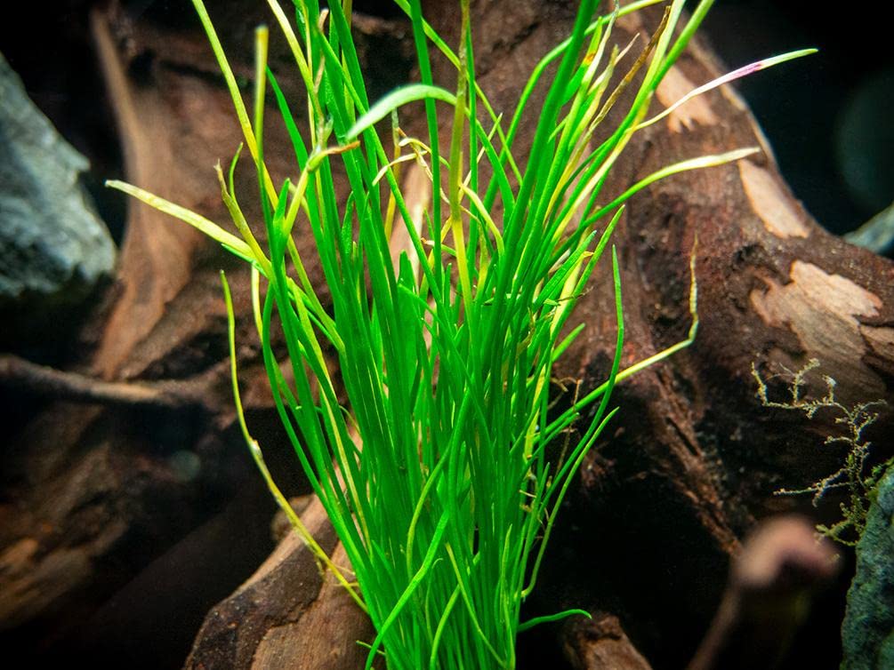 Premium Heirloom Garden Micro Sword (Lilaeopsis Novaezelandiae) Live Aquarium Plants - Freshwater Fish Tank Decor, Terrarium Kit & Indoor House Plants | Perfect for Aquascaping, Shrimp Tanks, and Water Garden Landscaping