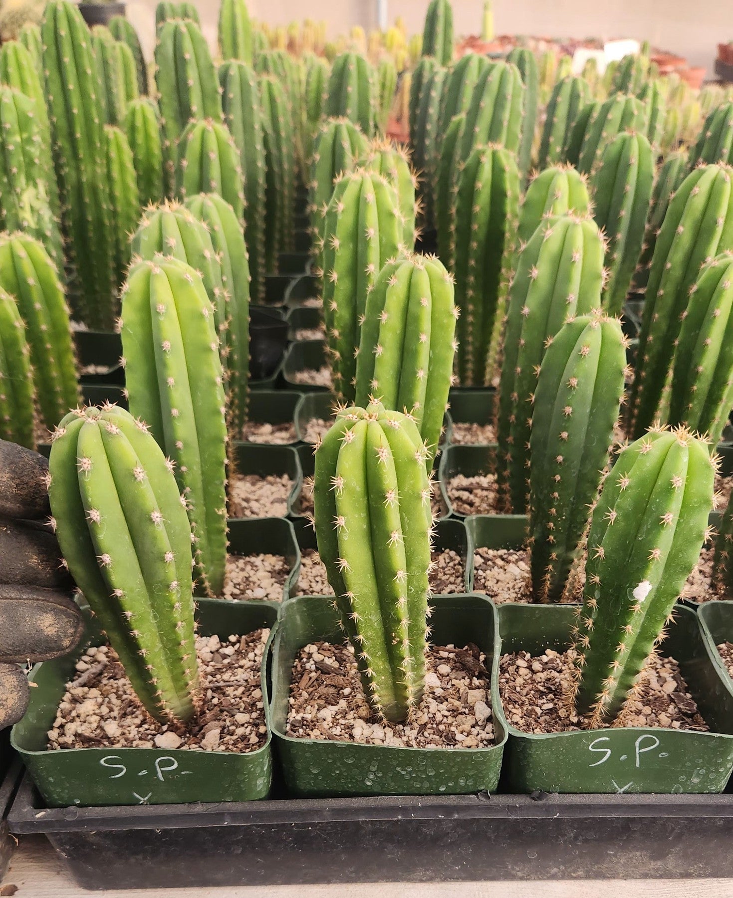 EC201 EXACT Trichocereus Hybrid Super Pedro X Pachanoi Juuls Ornamental Cactus (5-6 inch) - Rare Collectible Succulent for Home Decor & Garden Landscaping