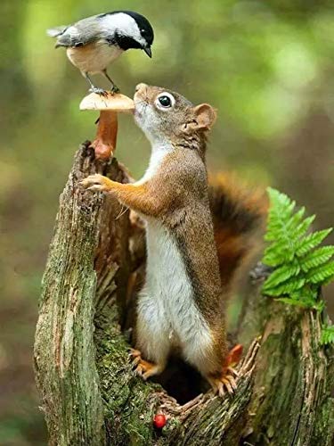 5D DIY Diamond Painting Kit - Squirrel Bird Design with Full Square/Round Drill Rhinestones, 15.8x19.7 Inch Cross Stitch Embroidery Art for Home Wall Decor, Gift for Women & Craft Lovers (Perfect for Living Room, Bedroom & Office Decoration)
