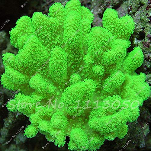 12,000 Pcs Aquarium Plant Seeds - Moss Fern Aquatic Plants for Fish Tank | Fast-Growing Live Plants for Freshwater & Saltwater Aquariums | Perfect for Aquascaping, Decoration & Fish Habitat