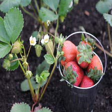 Portola Everbearing 25 Live Strawberry Plants - Non-GMO, Perennial Fruit Plants for Home Garden, Patio & Container Planting - Fresh Sweet Strawberries All Season Long