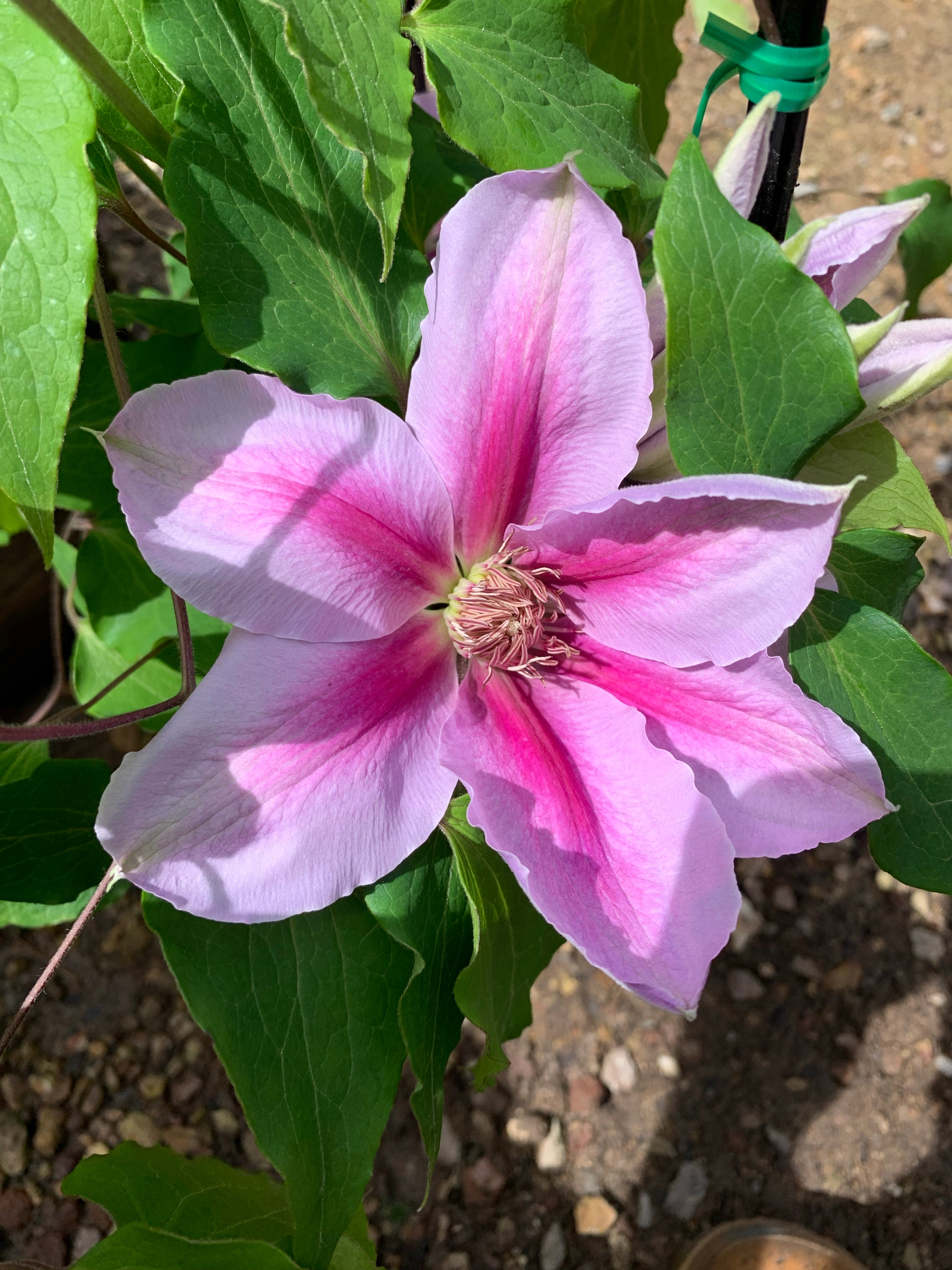 Clematis 'Bees' Jubilee' - Large Flowering Vine Plant for Garden Trellis, Fence & Pergola | Perfect for Outdoor Landscaping & Backyard Decor