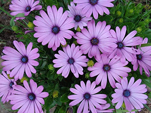20x30 Inch Daisy Blossom Purple Flowers Laminated Poster - Vibrant Colors & HD Print - Perfect for Home Decor, Living Room, Bedroom & Office Wall Art