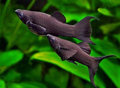 Black Molly Live Tropical Fish for Aquarium - Colorful Freshwater Fish for Home Fish Tank, Aquascaping & Community Tanks