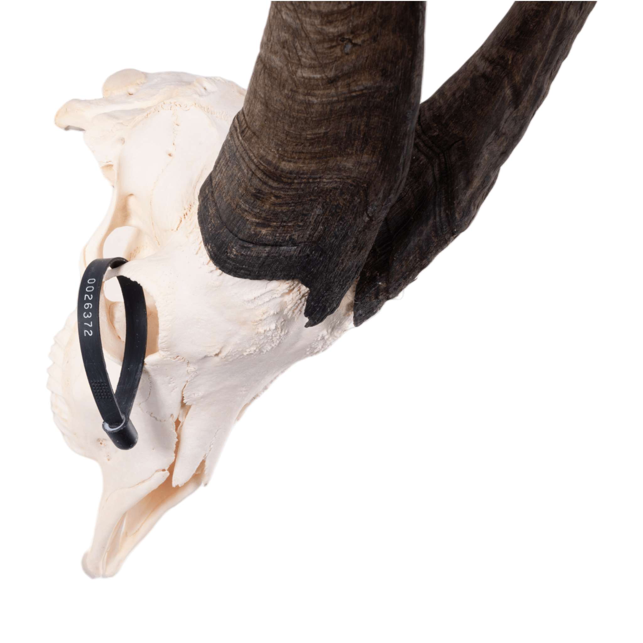 Authentic Domestic Goat Skull for Home Decor, Gothic Display, Halloween Props, and Taxidermy Collection - Perfect for Dark Aesthetic, Witchcraft Altars, and Oddity Cabinets