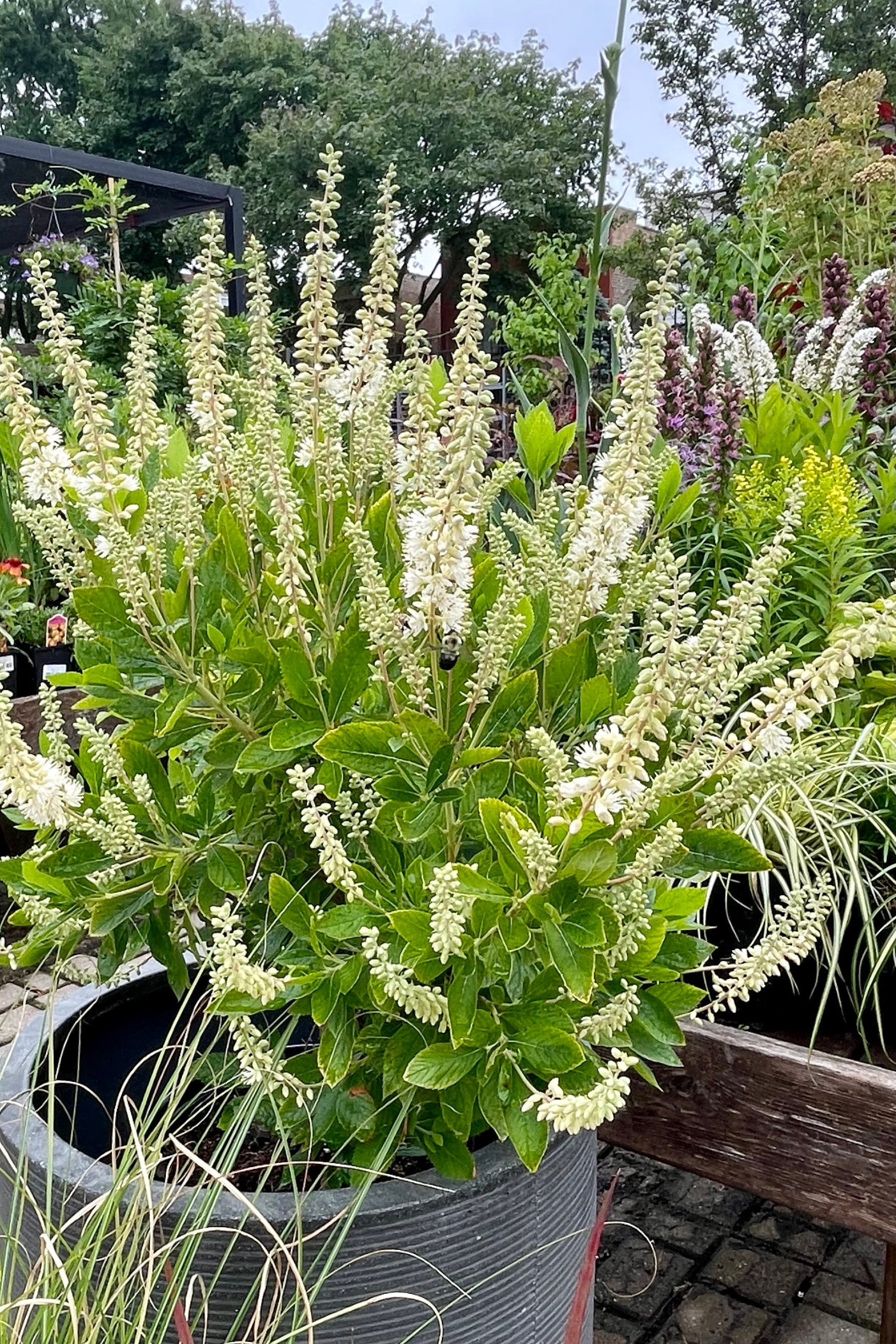 Hummingbird Summersweet (Clethra alnifolia) - #2 Container Size | Fragrant Flowering Shrub for Pollinator Gardens & Landscaping