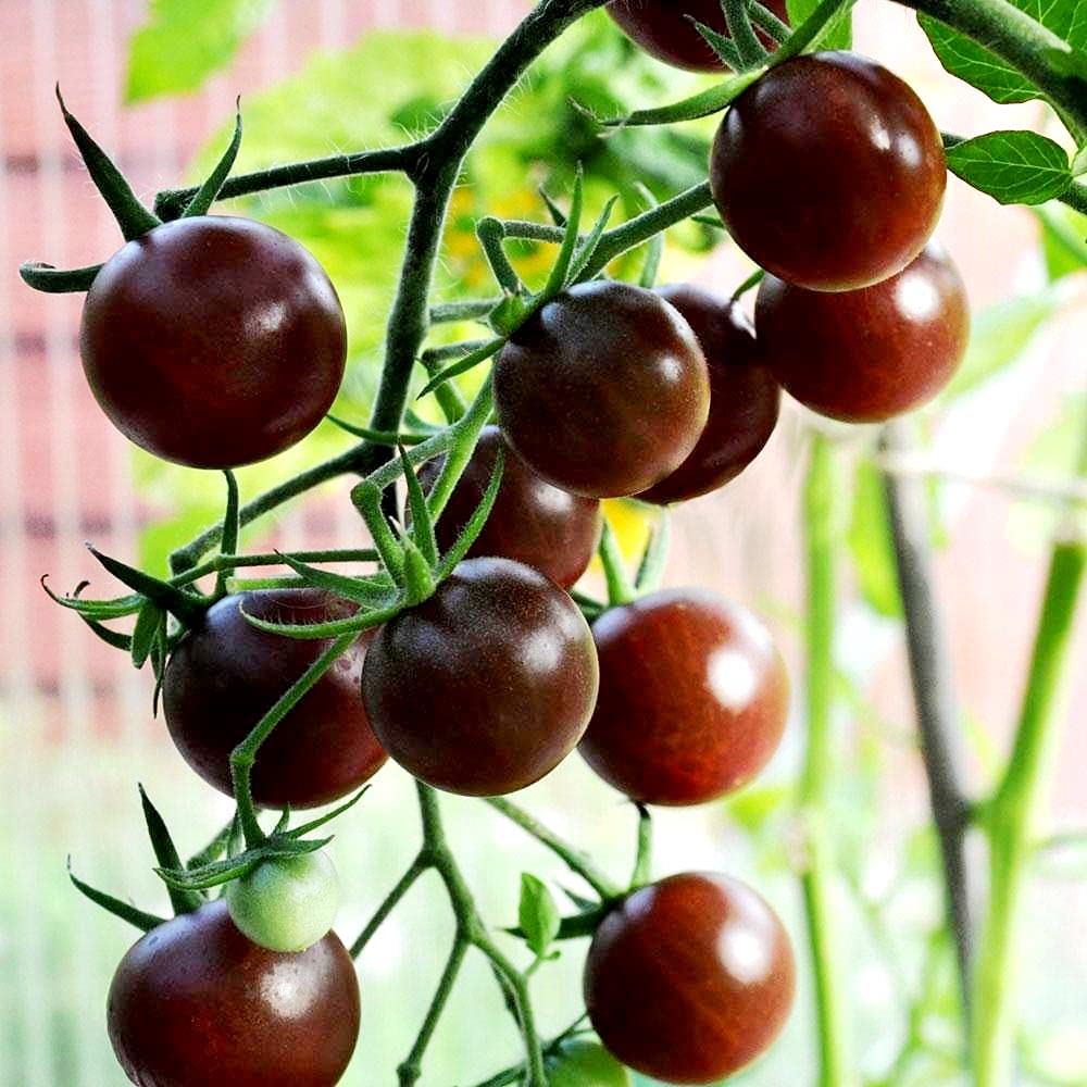 Organic Black Cherry Tomato Seeds (Solanum Lycopersicum) - 50+ Non-GMO Heirloom Seeds for Planting - Perfect for Home Gardens, Containers & Fresh Salads