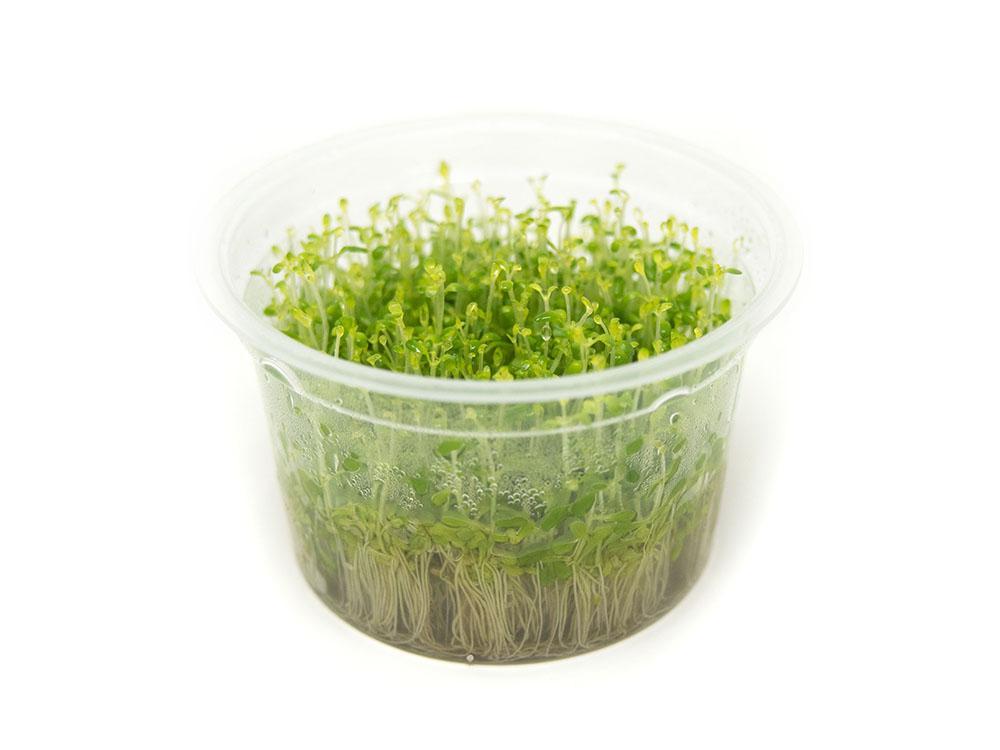 TCulture Elatine Hydropiper (TC Cup) - Premium Aquatic Plant for Aquariums & Fish Tanks | Perfect for Aquascaping, Shrimp Tanks & Planted Aquariums