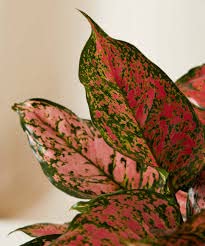 JooGTooK Aglaonema Aurora Chinese Evergreen Plant - Red Lipstick Houseplant for Home & Office Decor | Low Light Indoor Plants for Living Room, Bedroom