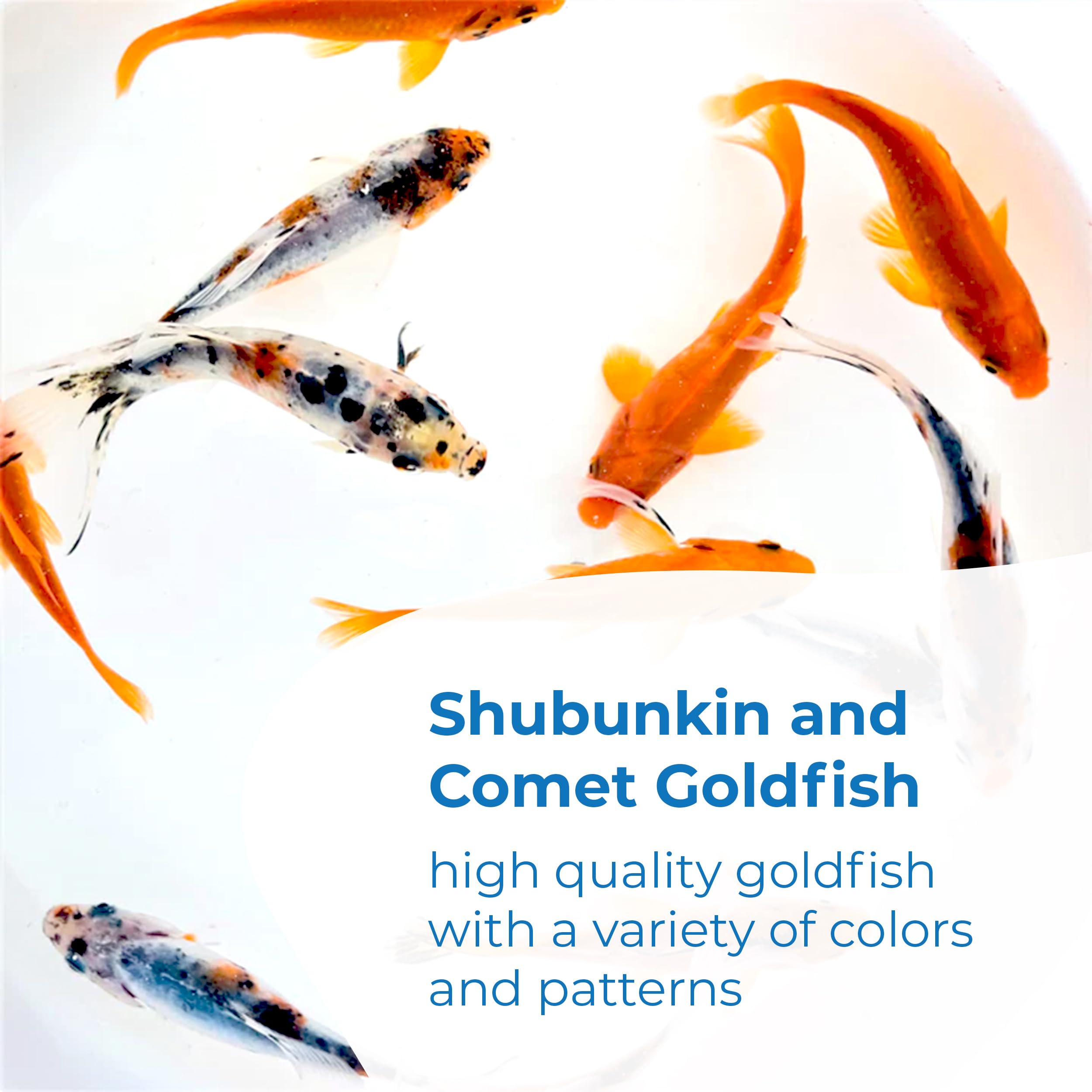 Premium Shubunkin & Comet Goldfish Combo - Vibrant Live Pond Fish (4-5 Inch) - 24 Count Mix for Aquariums & Outdoor Ponds - Perfect for Water Gardens, Koi Ponds & Decorative Fish Tanks