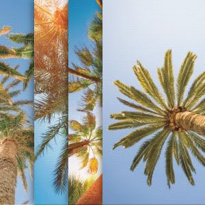 Tropical Beach