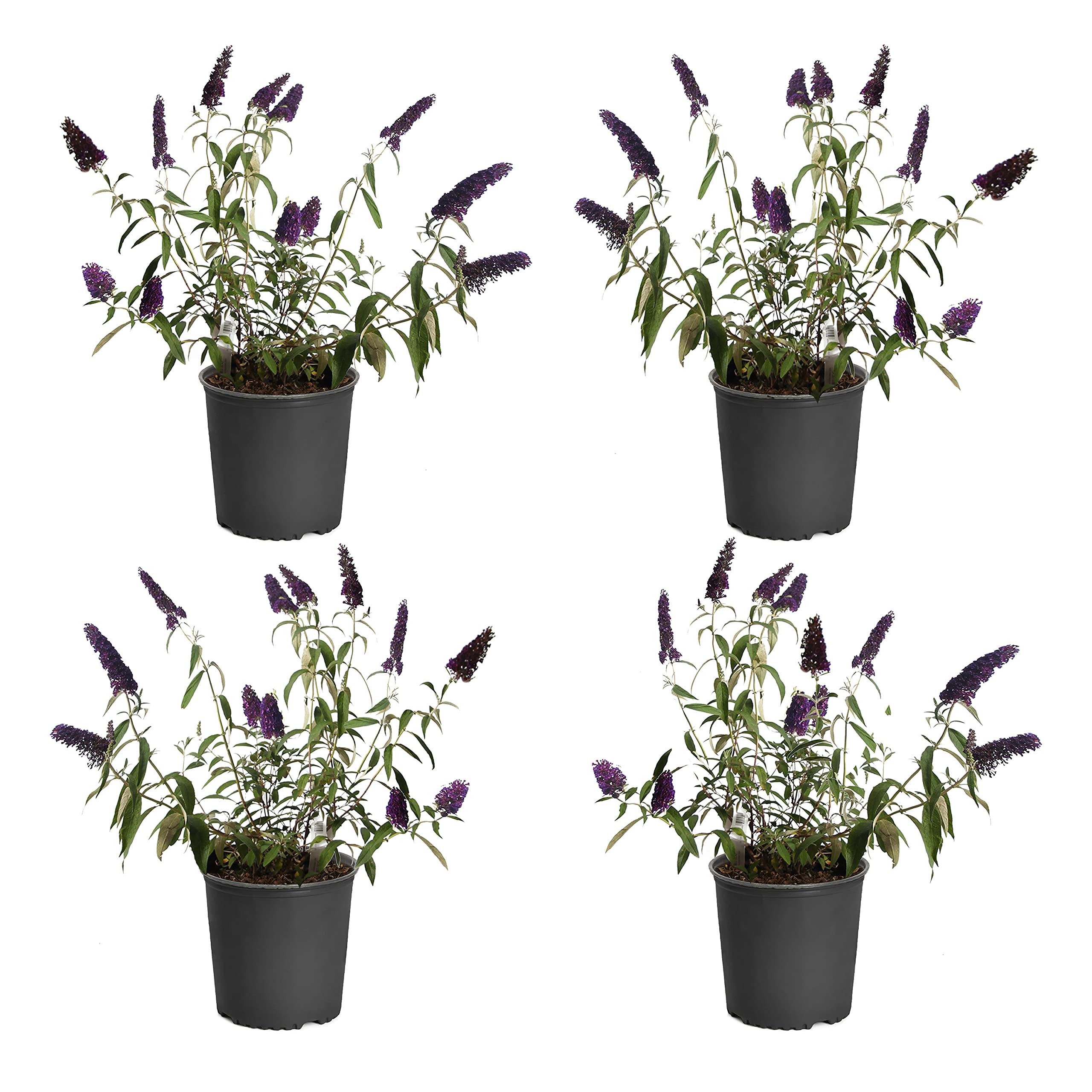 Brighter Blooms Black Knight Butterfly Bush - 4 Live Plants in 3 Gallon Pots for Attracting Butterflies & Hummingbirds | Perfect for Garden Landscaping & Pollinator Gardens