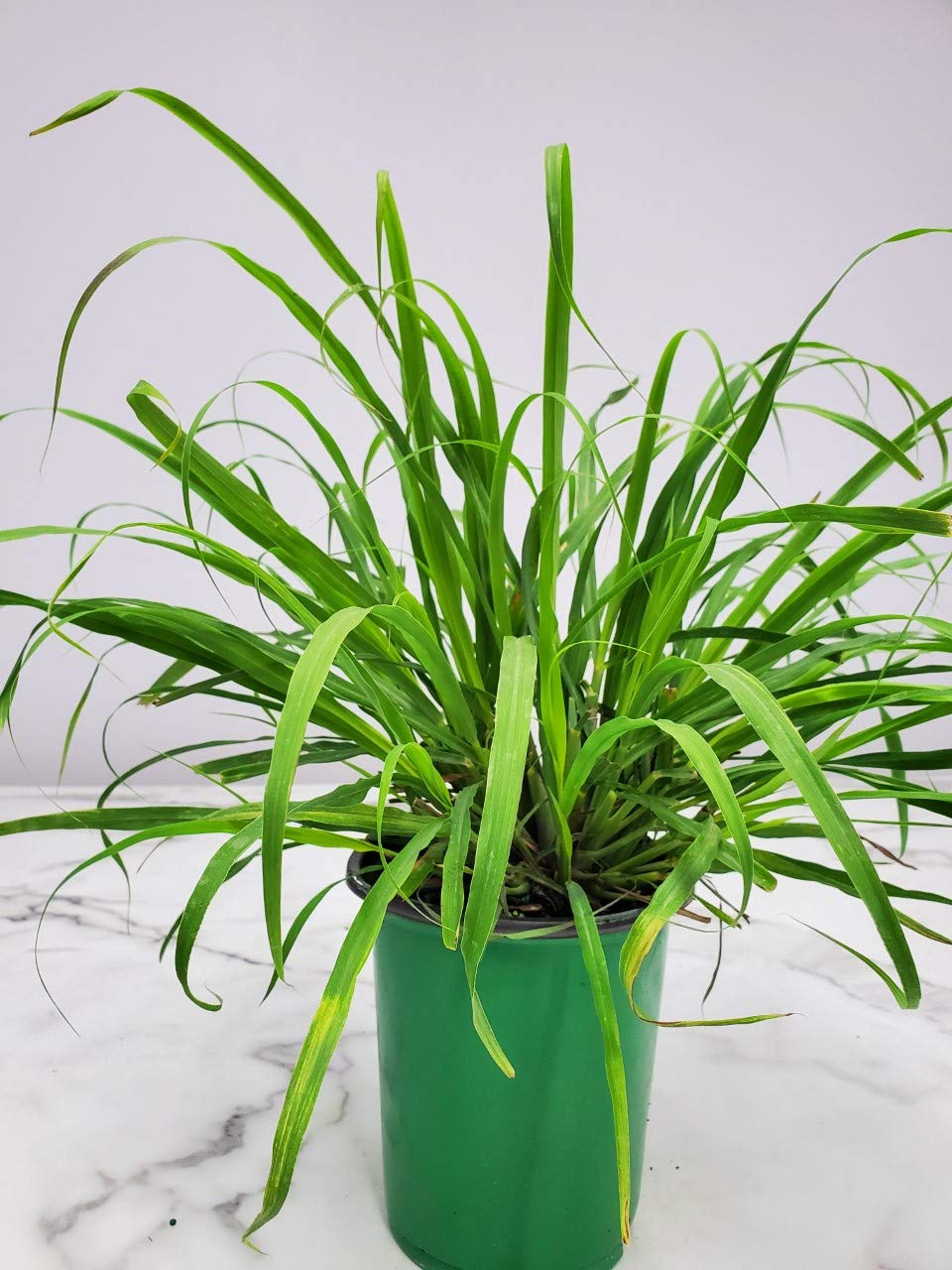 Organic Lemongrass Plant Live (Cymbopogon Citratus) - 1 Gallon Pot - Fresh Culinary Herb for Cooking, Tea & Aromatherapy - Florida Grown Tropical Plants for Home Garden, Kitchen & Outdoor Decor