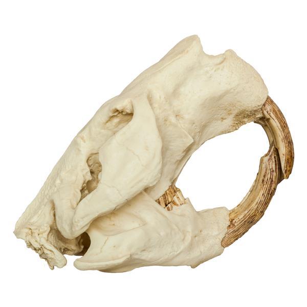 Authentic-Looking Giant Beaver Skull Replica - Lifelike Castoroides Fossil Model for Home Decor, Educational Display & Paleontology Enthusiasts