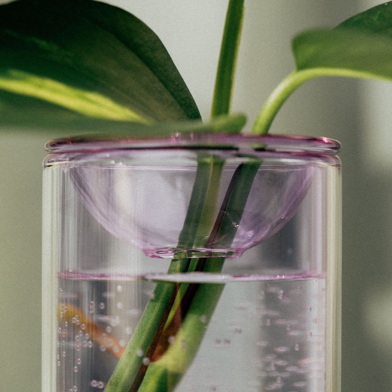 Glass Propagation Vase for Plants - Clear Water Rooting Vase with Wide Mouth - Perfect for Pothos, Monstera & Herb Cuttings - Indoor Plant Propagation Station & Home Decor