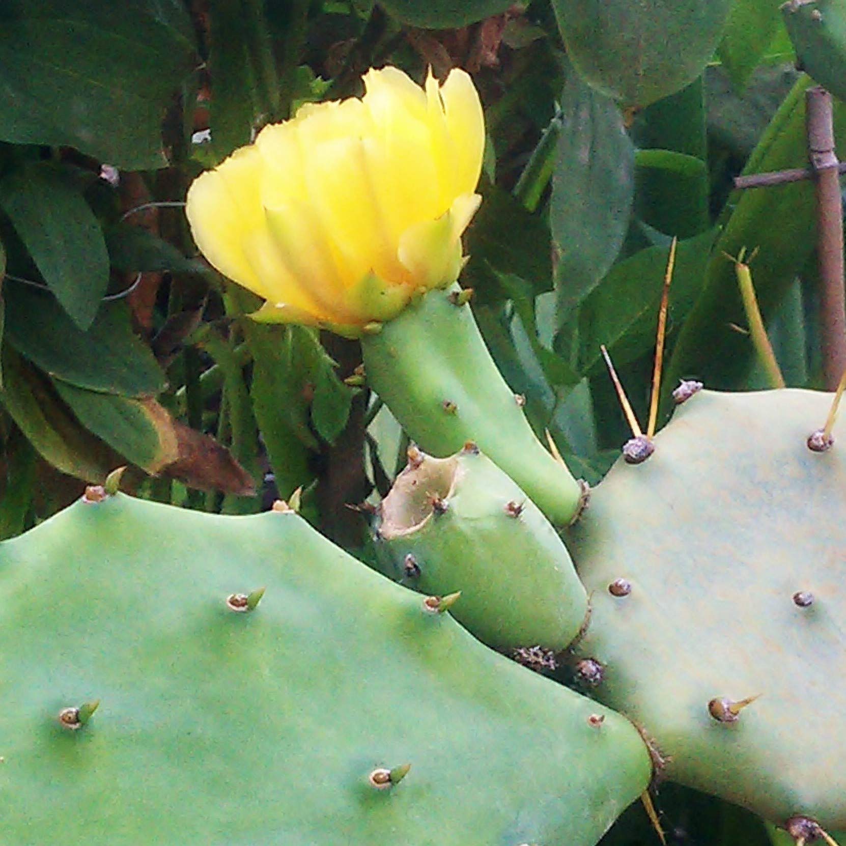 Palm Beach Medicinal Herbs - Eastern Prickly Pear Cactus Seeds (Opuntia humifusa) - Pack of 5 for Home Gardening & Natural Remedies | Drought-Resistant Succulent Plants for Arid Landscaping