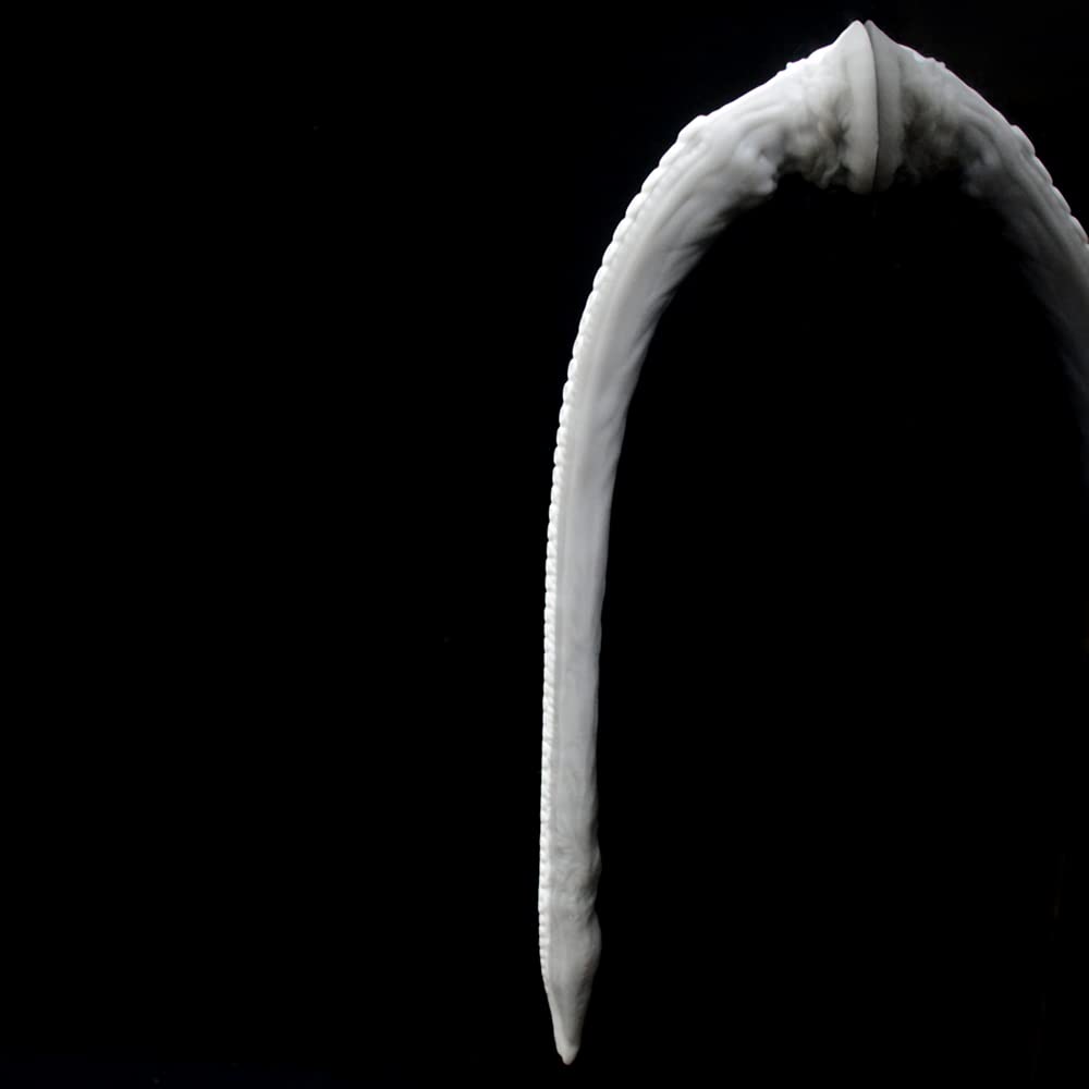 Nothosaur Abyss II 25.6