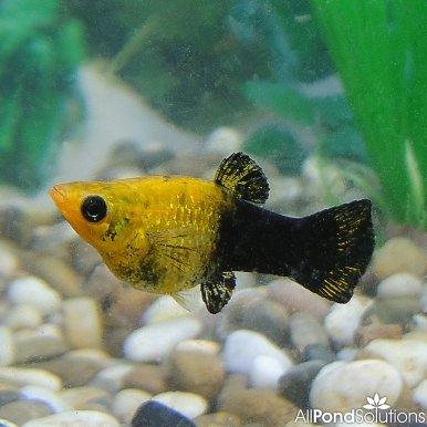 Premium Gold Dust Molly Fish (Poecilia Sphenops) - Live Aquarium Fish for Freshwater Tanks, Community Aquariums & Tropical Fish Tanks