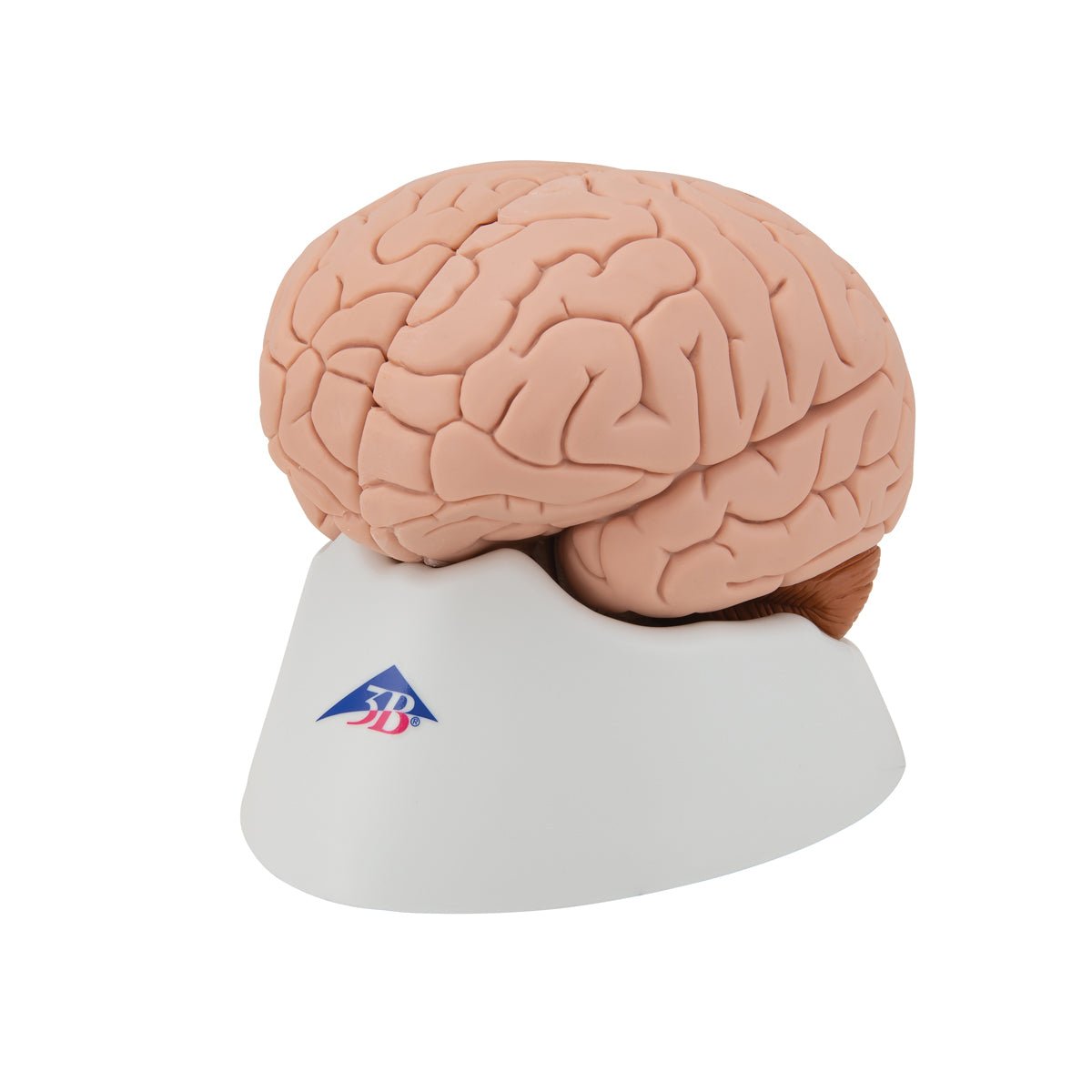 4-Part Human Brain Model - Anatomical Brain Structure for Medical Study, Science Education & Classroom Demonstration