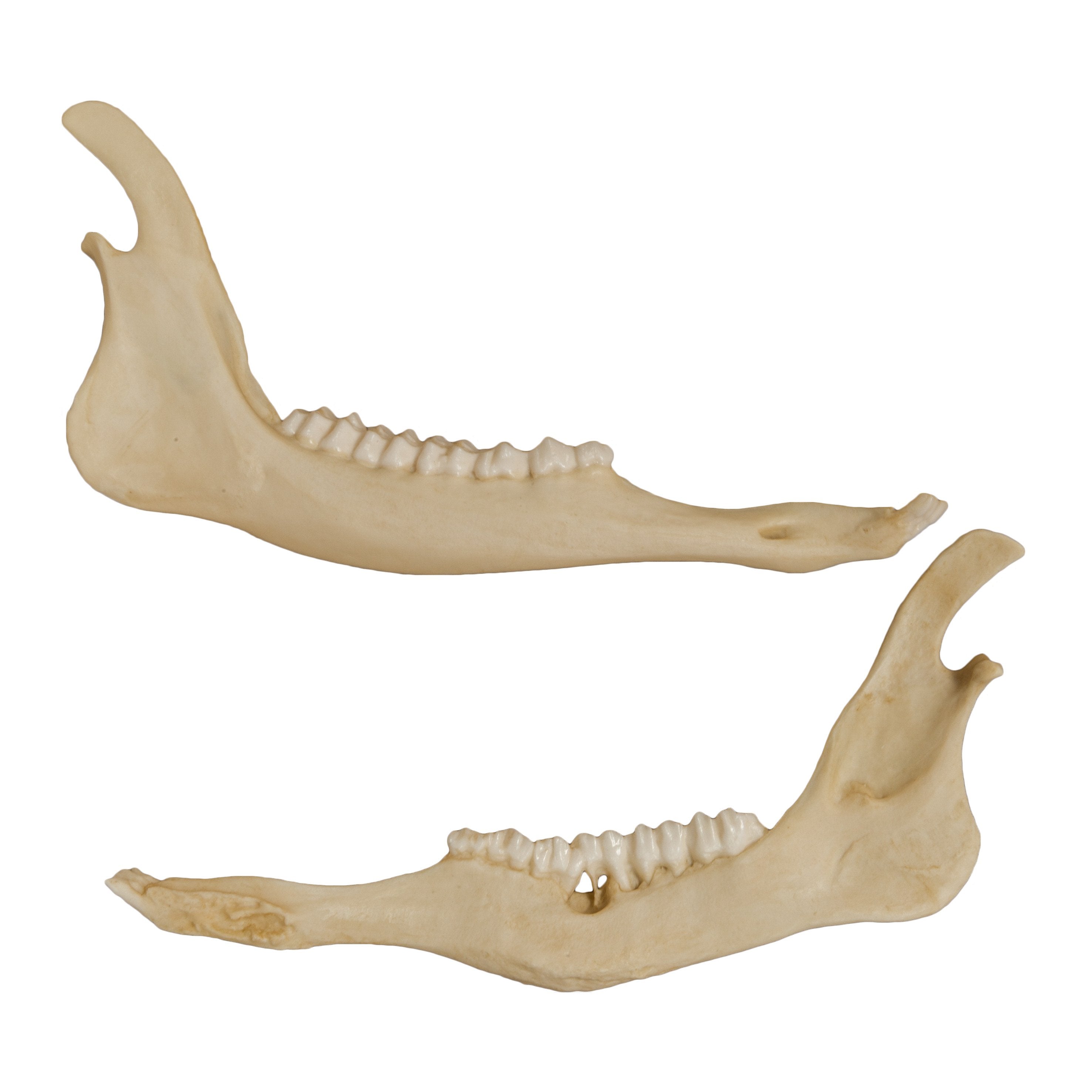 Authentic Animal Pathology Bone Replica Set - Veterinary Teaching, Medical Study & Science Education Display