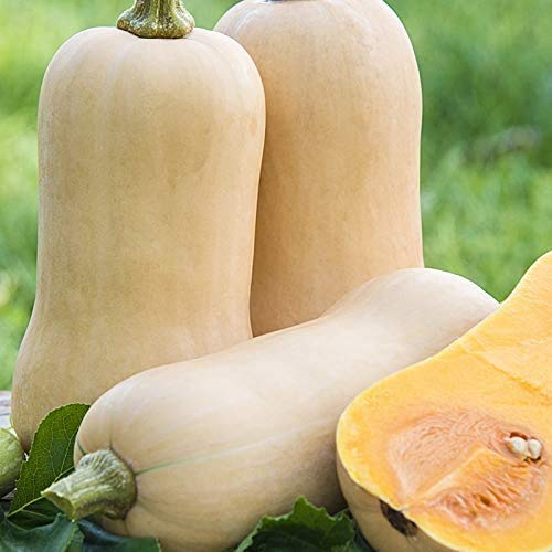 Waltham Butternut Winter Squash Seeds for Planting - 50+ Heirloom, Non-GMO, Organic Seeds (Cucurbita moschata) by Isla's Garden Seeds - Perfect for Home Gardening, Fall Harvest & Pumpkin Recipes