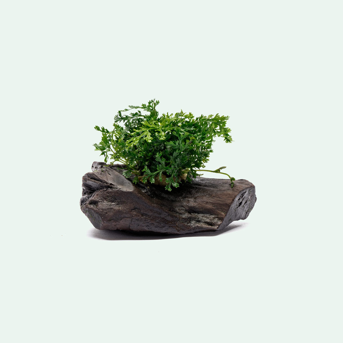 Bolbitis Difformis ‘Mini’ Aquatic Plant for Aquarium - Perfect for Driftwood Decoration & Nano Tanks | Enhance Your Underwater Scenery