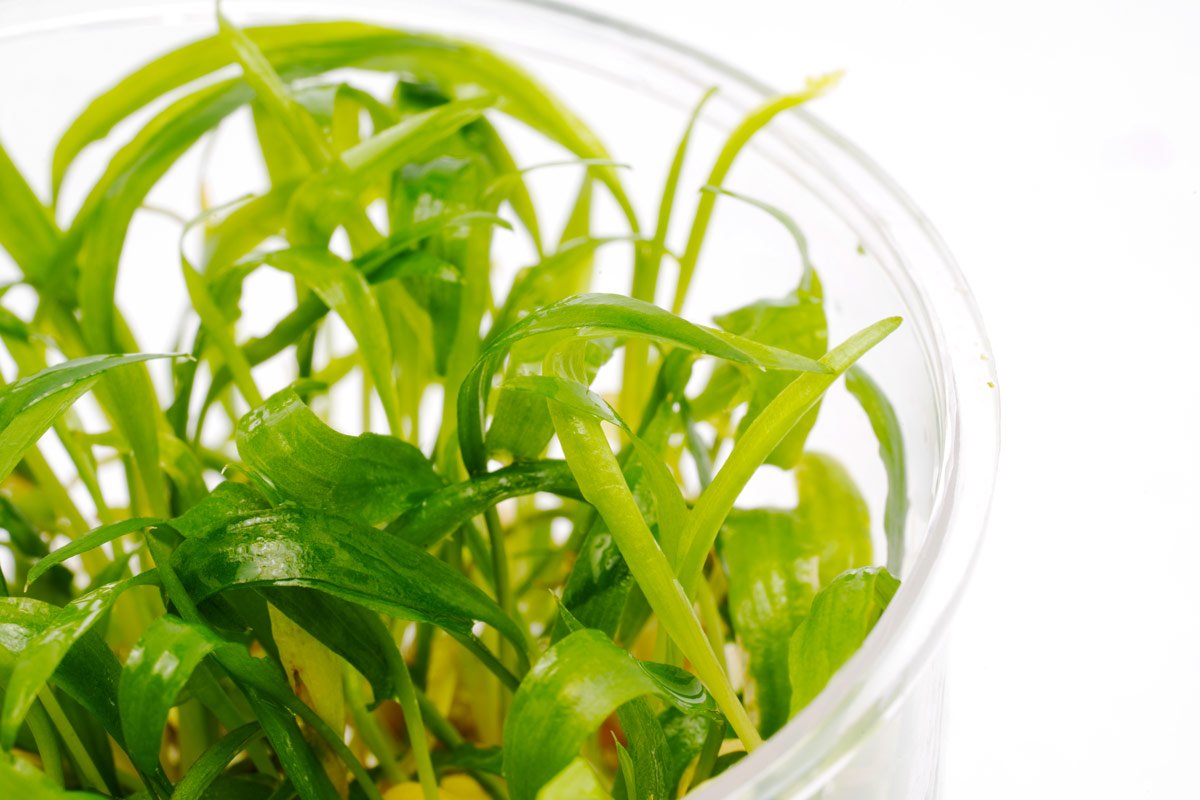 Cryptocoryne Lucens Live Aquarium Plant - Easy Low Light Freshwater Aquatic Plant for Fish Tanks, Aquascaping & Nano Tanks (Perfect for Beginners & Shrimp Tanks)