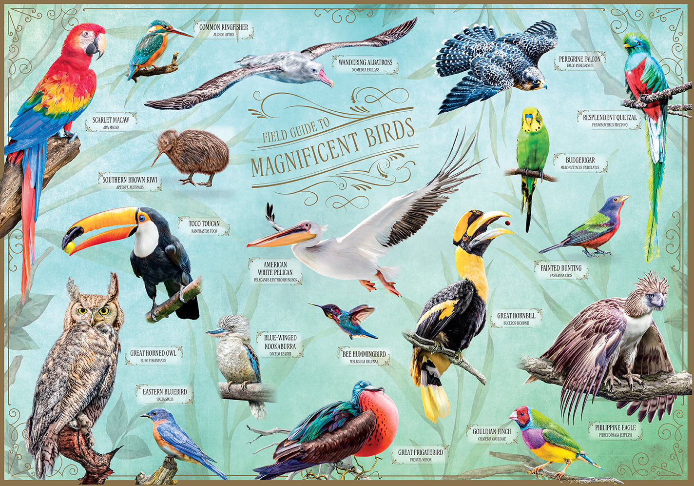 Field Guide to Magnificent Birds - North American Bird Identification Book with Color Photos - Perfect for Birdwatching, Hiking & Nature Exploration
