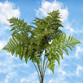 10 Bunches Fresh Cut Leatherleaf Greenery - Premium Leather Leaves for Floral Arrangements, Bouquets & Home Decor - Express Delivery - Perfect Fillers & Wedding Centerpieces