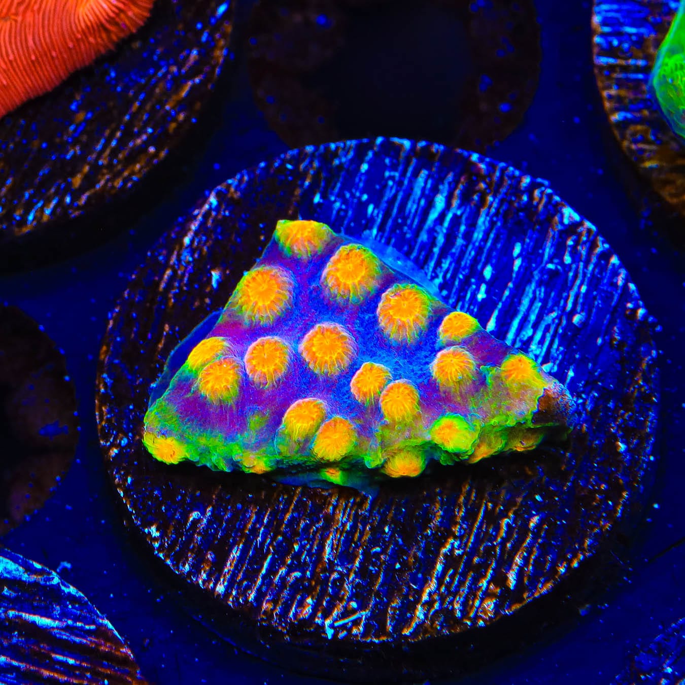 Premium CB Monet Madness Cyphastrea Coral Frag for Saltwater Aquariums – Vibrant Colors, Easy to Care, Perfect for Reef Tanks & Coral Propagation
