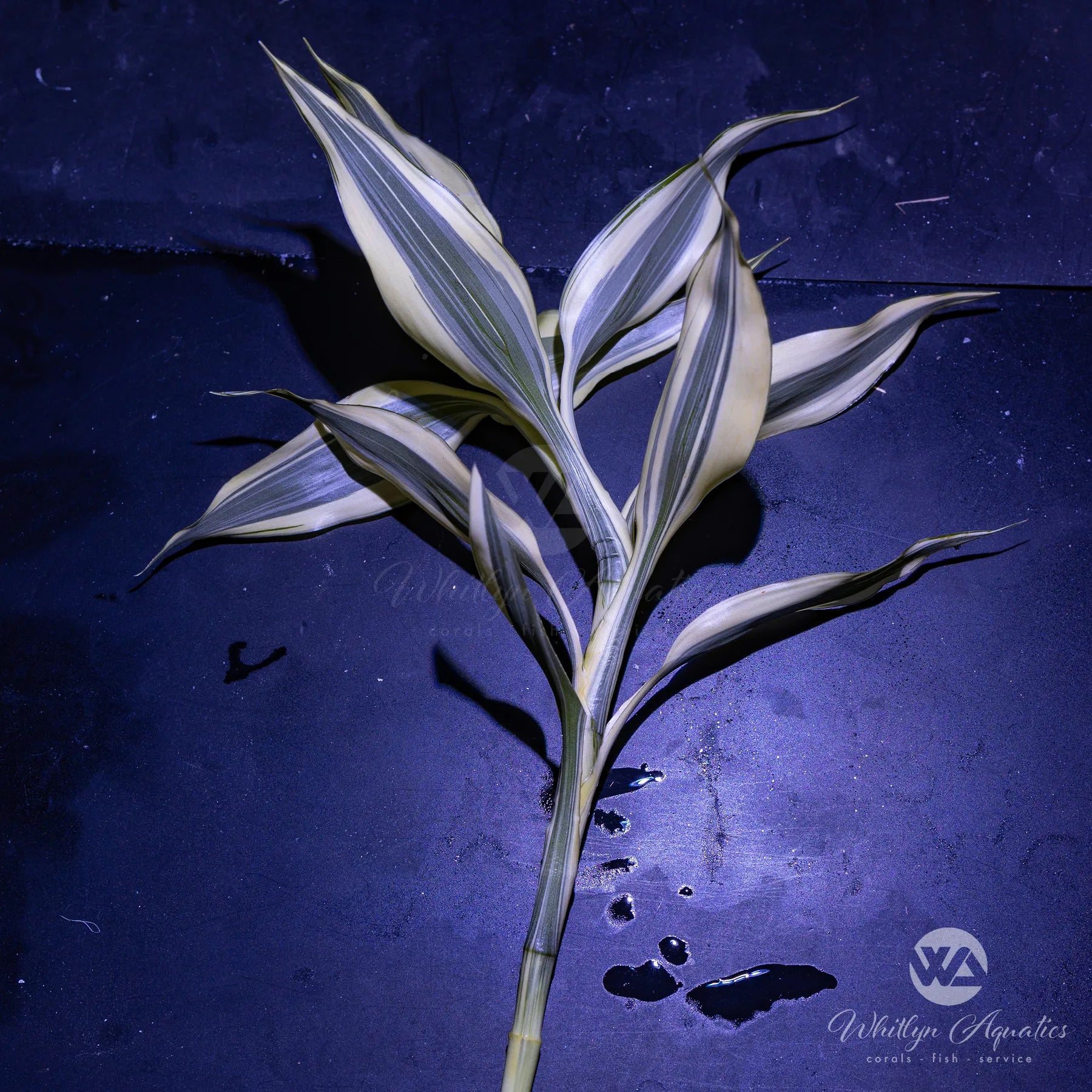 Lucky Bamboo Plant (Dracaena Sanderiana) - Feng Shui Lucky Plant for Home & Office Decor, Perfect for Gifts, Desk Decorations and Indoor Gardening