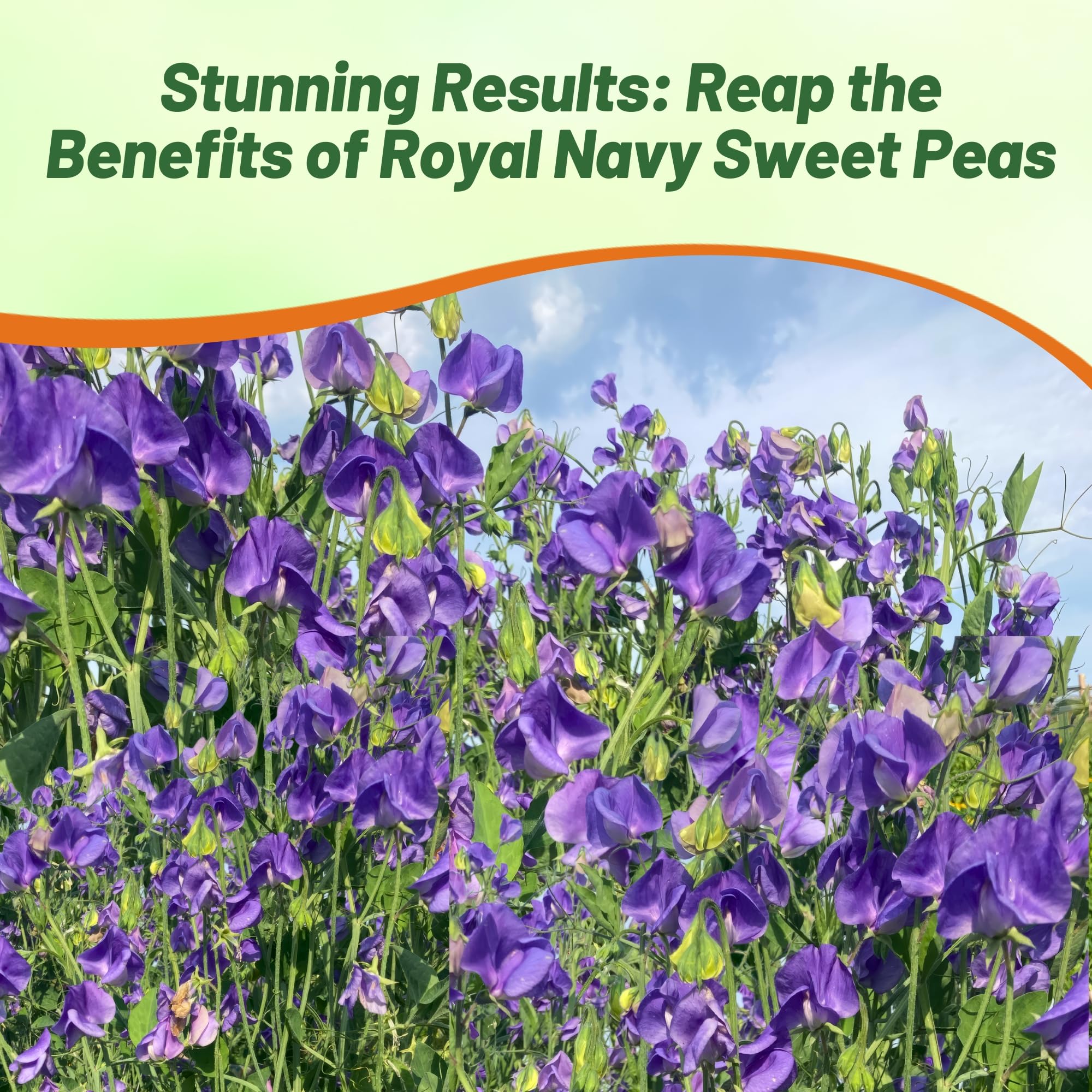 Outsidepride 250 Seeds Annual Lathyrus Odoratus Sweet Peas Royal Navy Blue Vine Seeds for Planting - Fragrant Climbing Flowers for Garden Trellis, Fence & Container Gardening