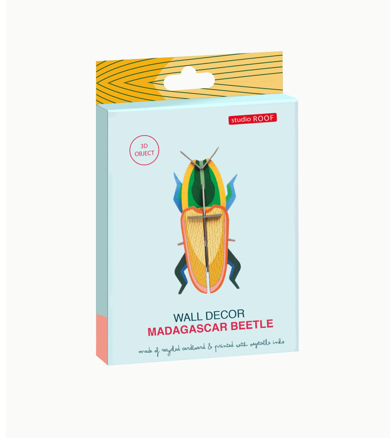 Authentic Madagascar Beetle Small Insect Specimen - Unique Collectible for Entomology Enthusiasts | Perfect for Home Decor, Science Education & Nature Collections