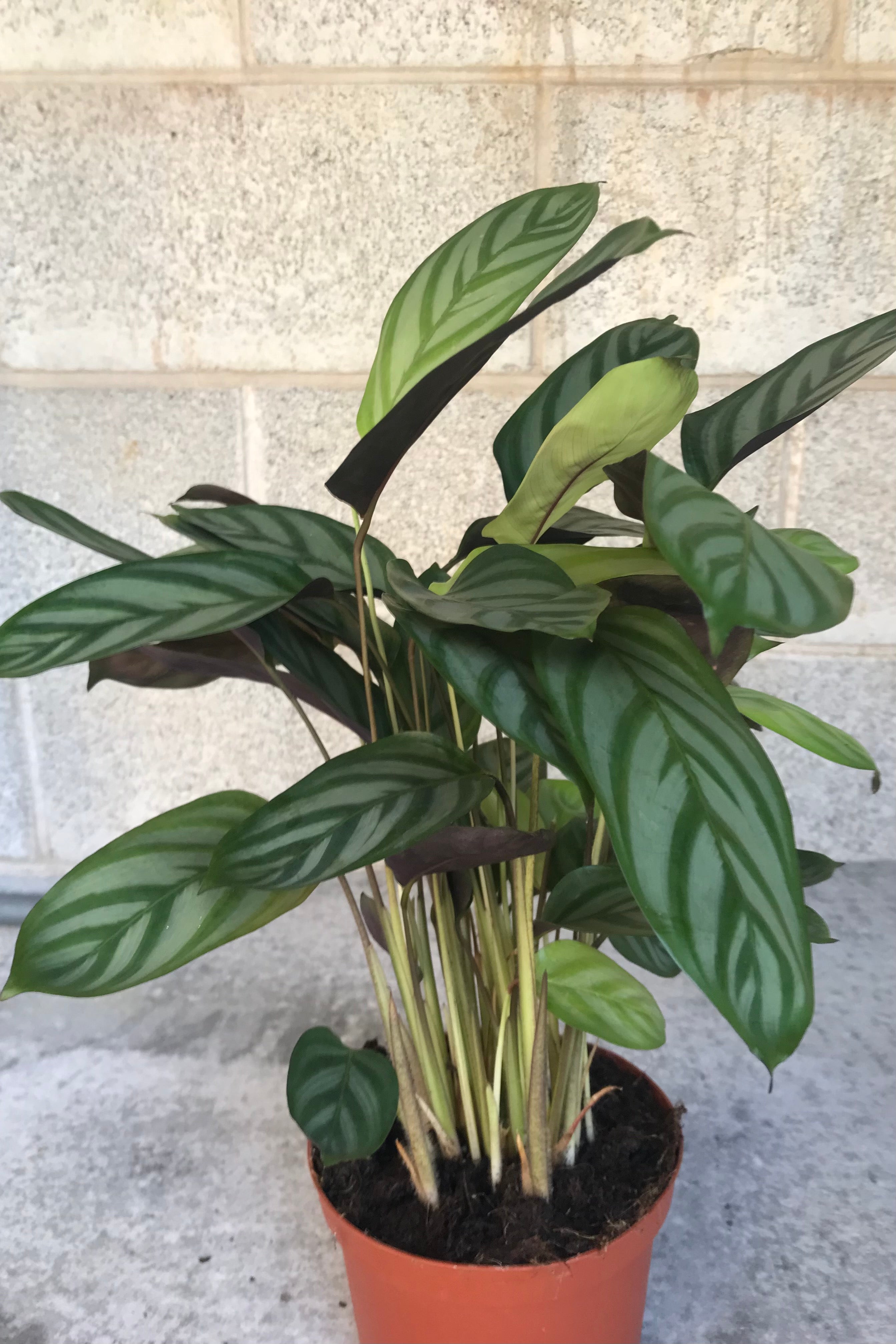 Ctenanthe Setosa Prayer Plant - 6 Inch Live Indoor Houseplant for Home & Office Decor | Perfect for Low Light Spaces, Air Purifying & Relaxation