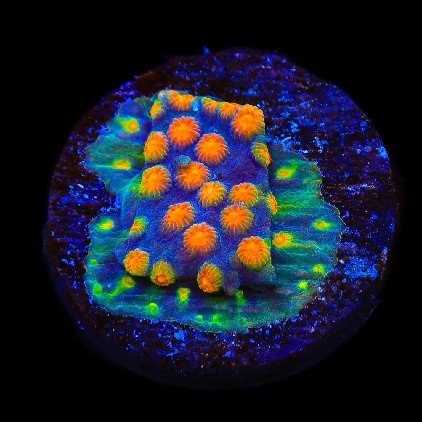 CB Monet Madness Cyphastrea Coral - Premium Saltwater Aquarium Coral for Reef Tanks | Perfect for Marine Aquascaping & Coral Propagation
