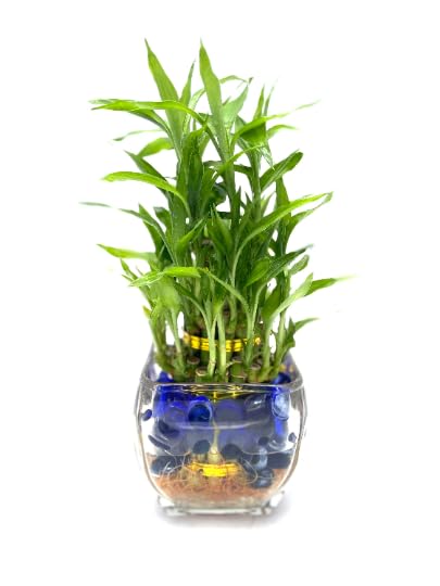 3-Tier Lucky Bamboo Plant in Glass Vase with Blue Decorative Marbles - Indoor Home Office Decor for Feng Shui, Housewarming Gift & Zen Atmosphere
