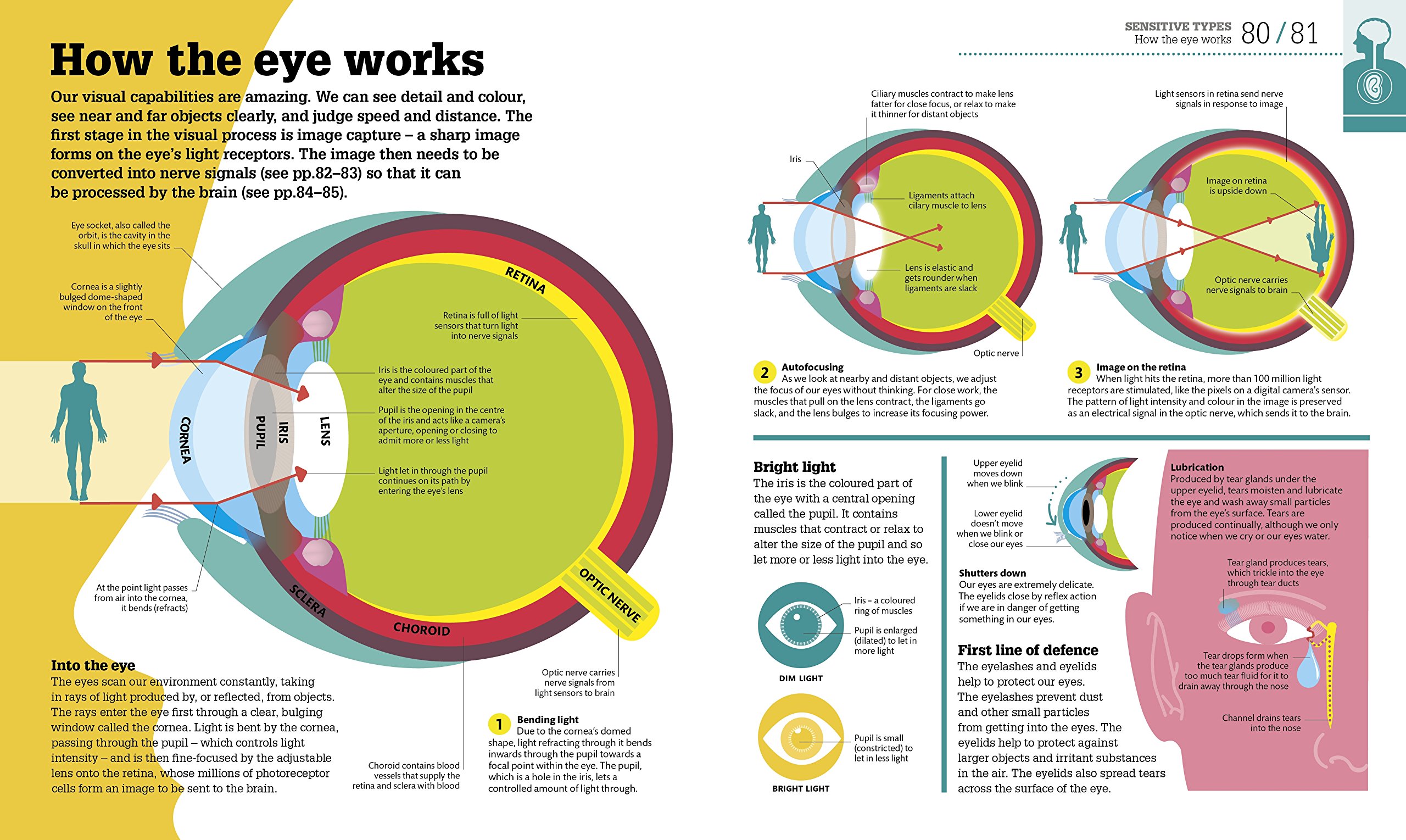 How the Body Works: The Facts Simply Explained - Human Anatomy Guide | DK How Stuff Works | Perfect for Students, Teachers & Medical Learners