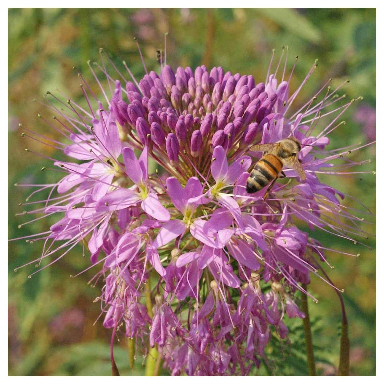 Everwilde Farms - 1 Oz Rocky Mountain Bee Plant Native Wildflower Seeds - Gold Vault Packaging | Attract Pollinators & Beautify Gardens | Perfect for Wildflower Meadows, Pollinator Gardens & Landscaping