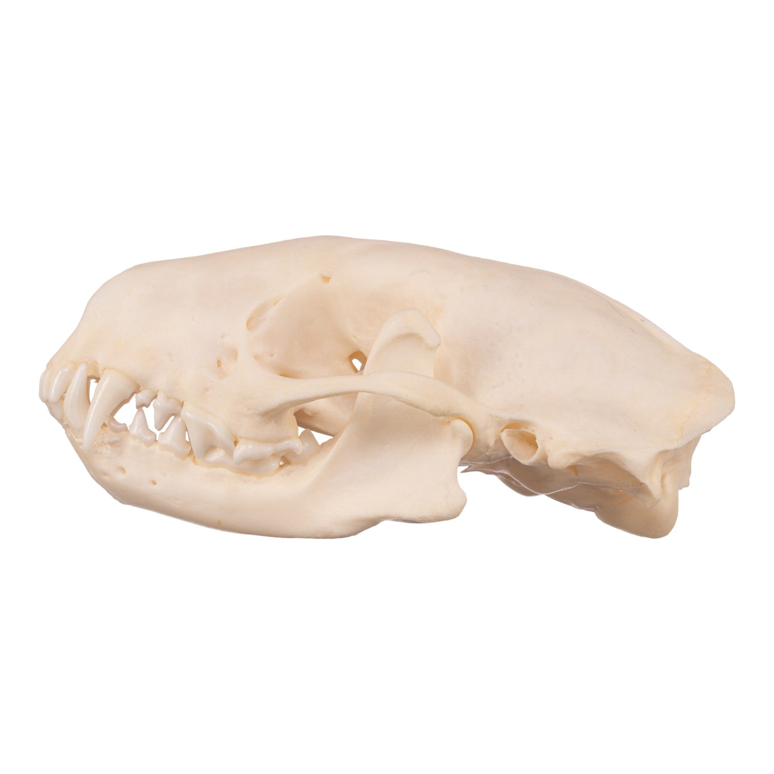 Authentic Real Striped Skunk Skull - Taxidermy Specimen for Science Education, Oddity Collectors & Home Decor | Perfect for Biology Classrooms, Gothic Decor & Natural History Displays