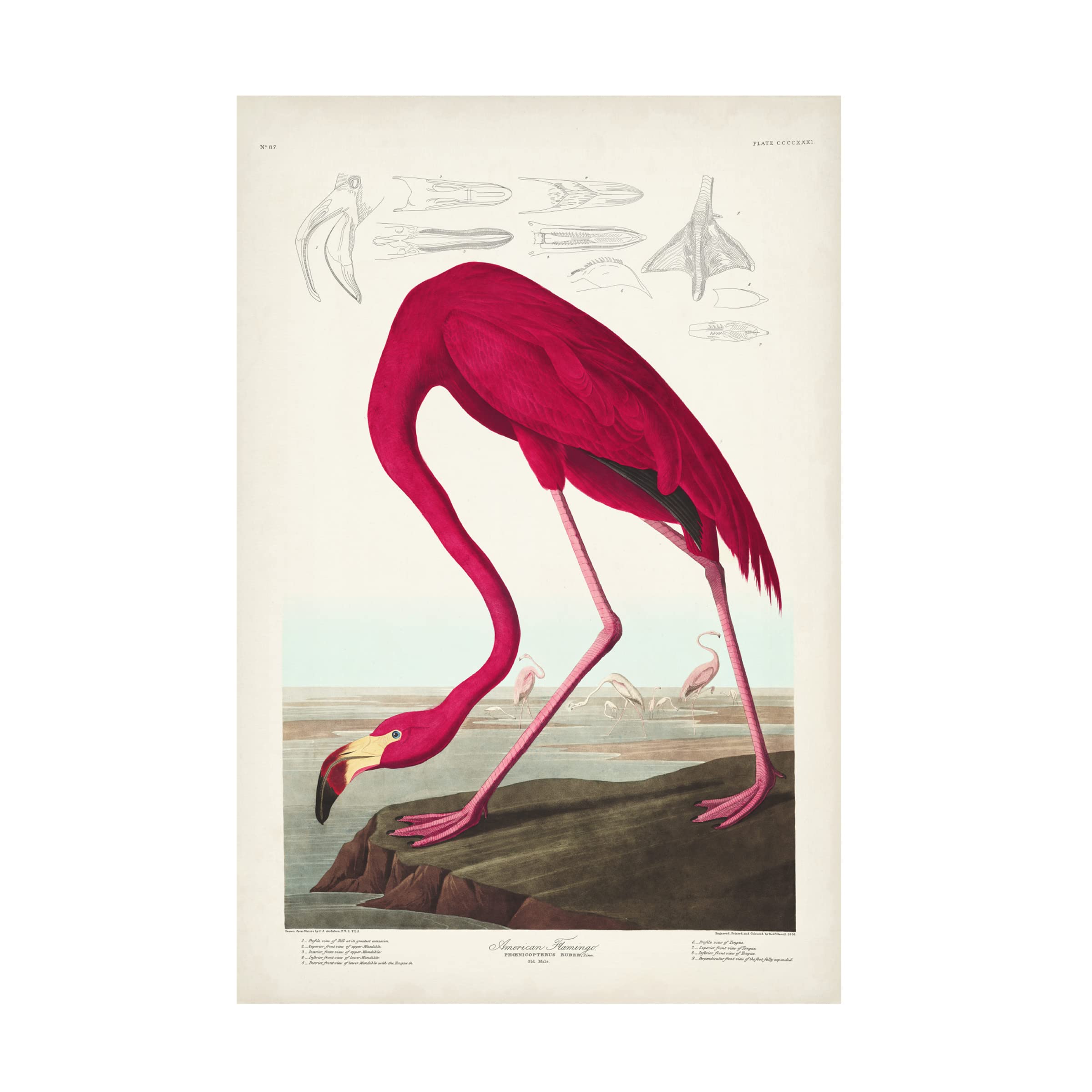 Trademark Fine Art 'American Flamingo' Canvas Wall Art Print by John James Audubon - 30x47 Inches - Tropical Home Decor, Living Room & Office Wall Art