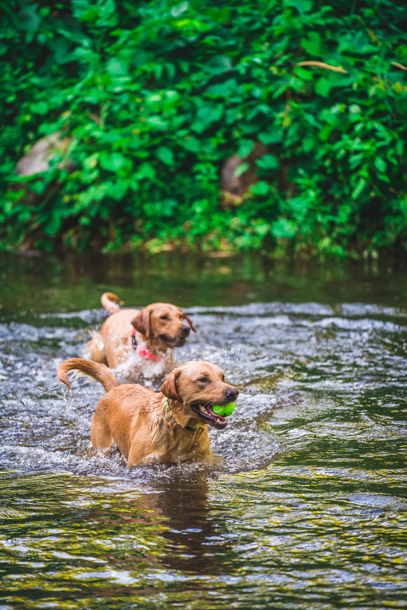 **Pink Dry Dog Collar - Waterproof & Quick-Drying Pet Collar for Small & Medium Dogs - Perfect for Bathing, Swimming & Outdoor Adventures**