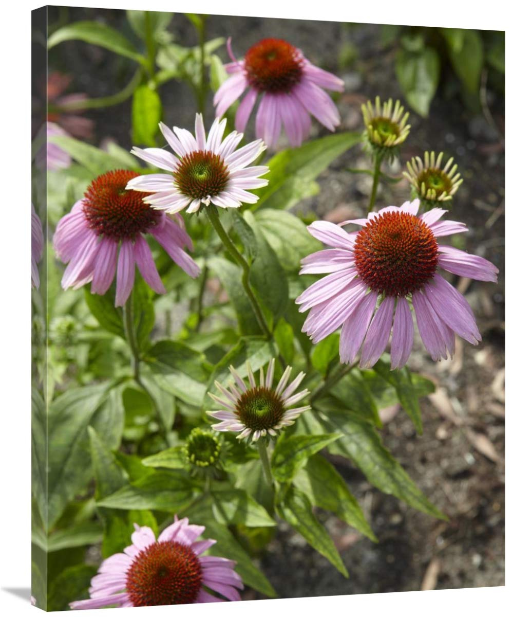 28 x 35 Inch Purple Coneflower Floral Art Print - Vibrant Botanical Wall Decor for Living Room, Bedroom & Office - Visionspictures