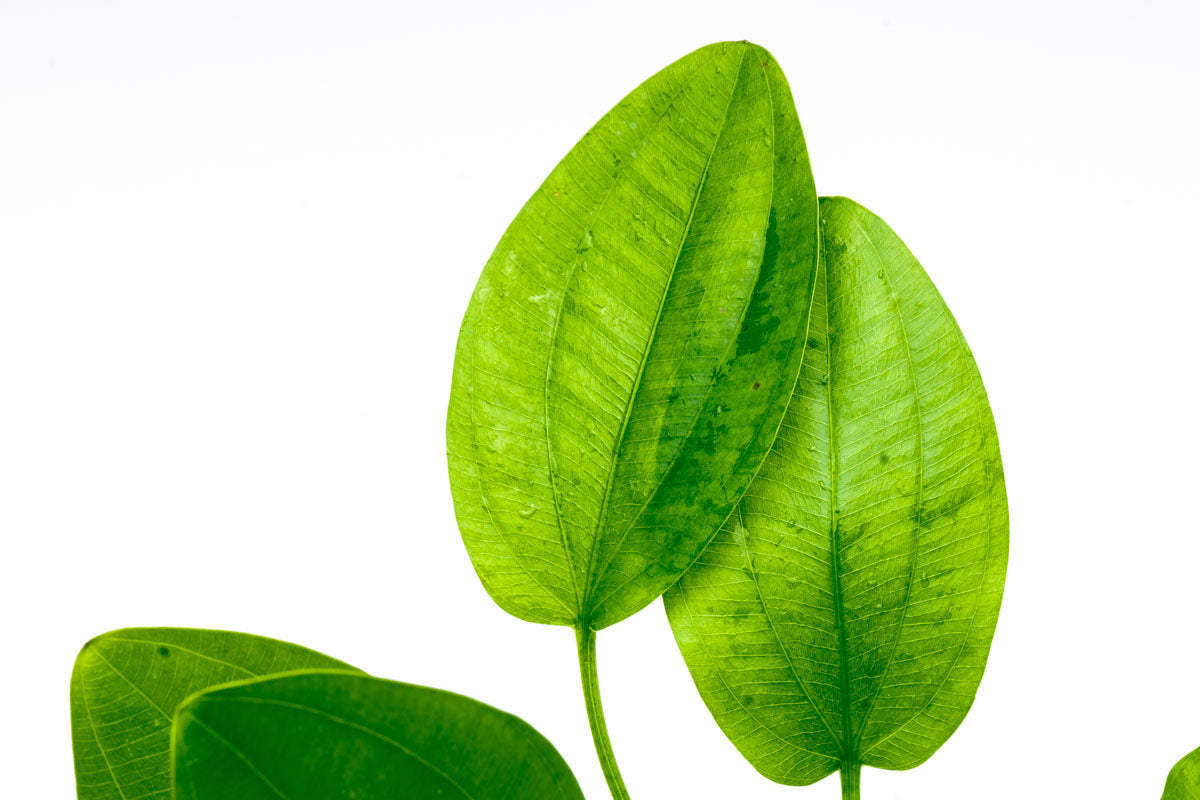 Echinodorus Ascherianus Aquatic Plant - Live Freshwater Aquarium Plant for Fish Tanks | Perfect for Aquascaping, Background Planting & Natural Habitat Setup