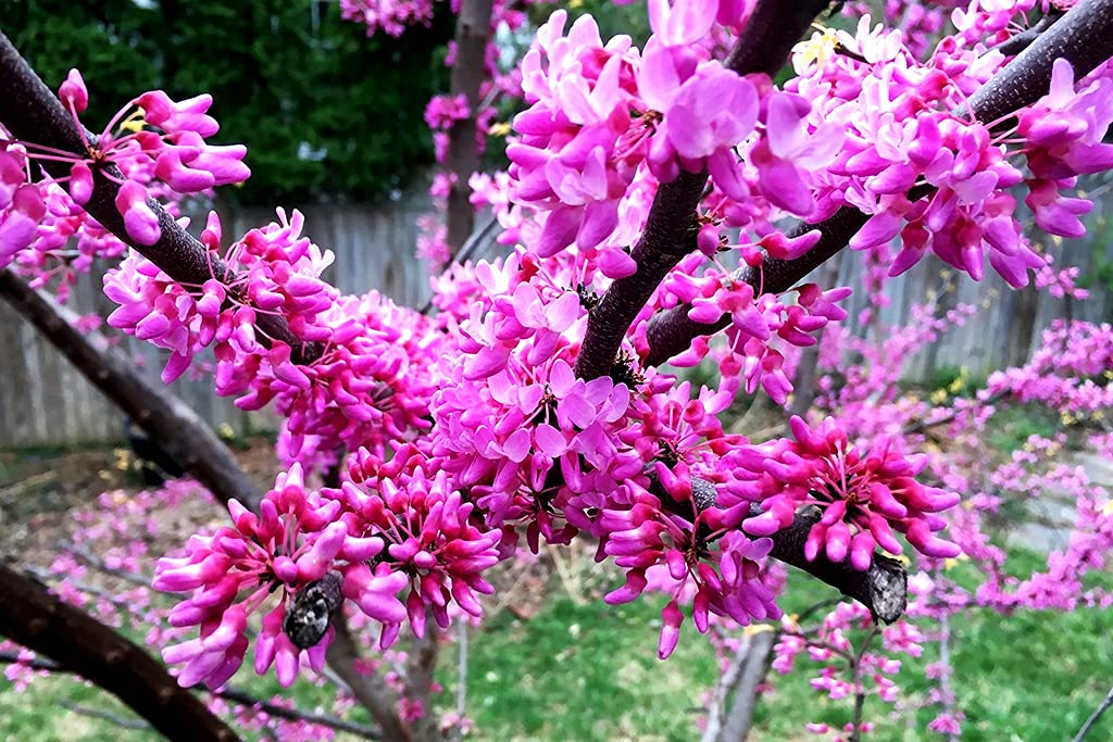 Judas Tree Bonsai Seeds (Cercis Siliquastrum) - 15 European Redbud Flowering Seeds for Planting, Beautiful Pink Sakura-Like Blooms - Perfect for Home Gardens, Bonsai Cultivation, and Romantic Landscaping