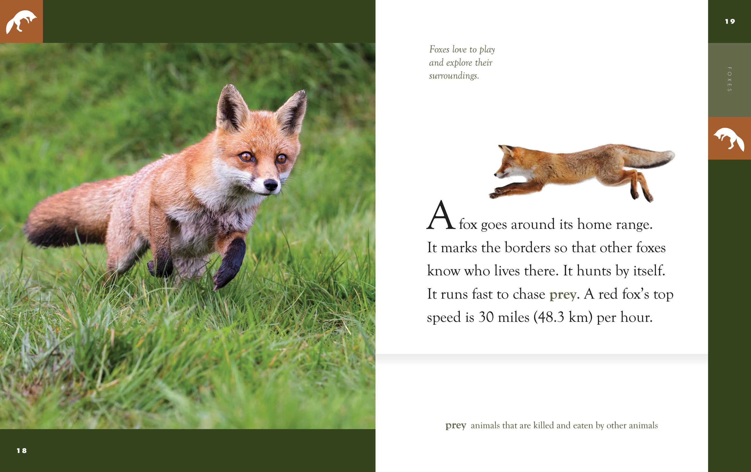 Foxes Book 9781640265111 - Wildlife Nature Guide for Animal Lovers & Outdoor Enthusiasts